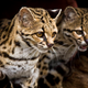 Illustration for article titled Caturday - Leopardus wiedii Edition